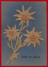 LAMON - BELLUNO - STELLA ALPINA