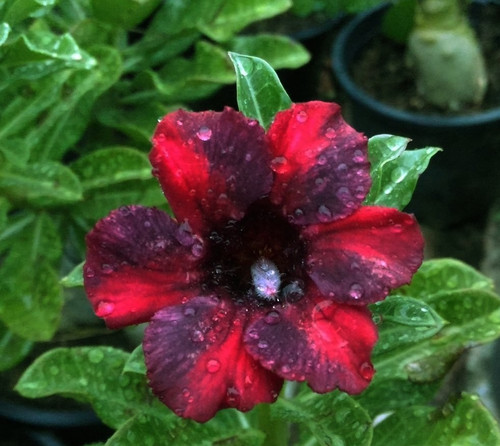 Rosa del deserto adenium - rosa,