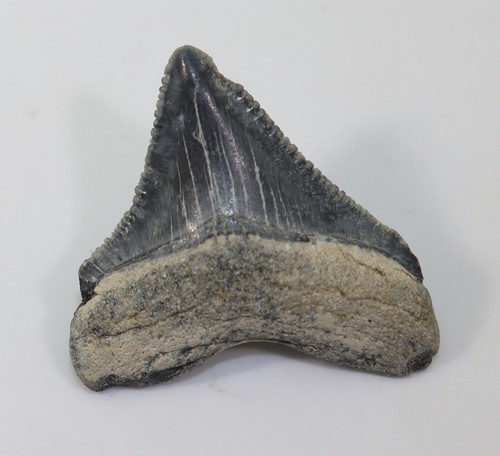 Dente squalo carcharodes - di, squalo,