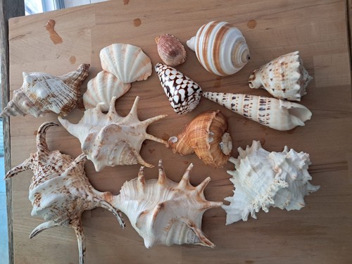 Conchiglie marine grandi - marine,