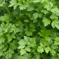 Prezzemolo Italian Giant -