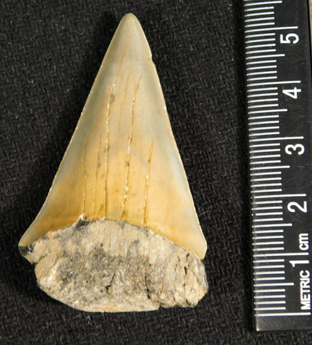 Grande dente fossile - grande,