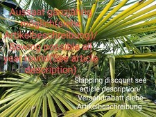 Palma canapa trachycarpus - di,