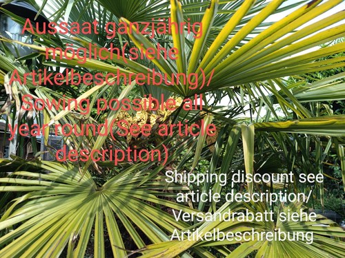 Palma canapa trachycarpus - di, canapa,