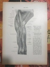 Lotto 2 Stampe Anatomiche