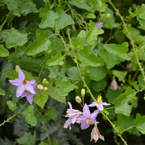 Thuthuvalai solanum - thuthuvalai, (solanum