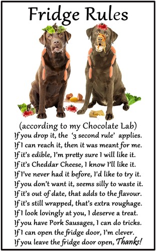 Regalo cane cioccolato