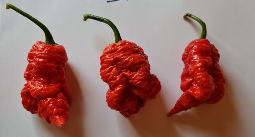 Semi peperoncino death - di,
