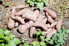 10 slip di patate dolci, talee