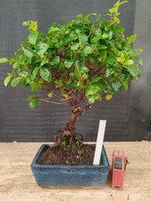 Bonsai ciliegio cinese - bonsai, h