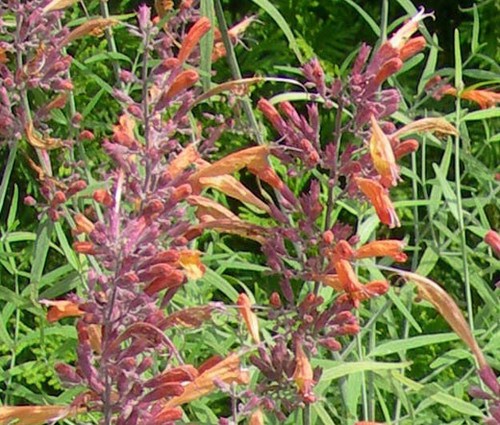 Agastache albicocca sprite - agastache,