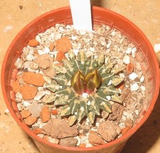 Ariocarpus kotschoubeyanus var. albiflorus Tula, Tamaulipas, Messico KX008-T5