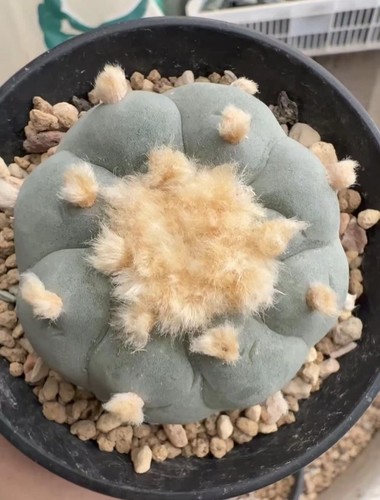 Raro cactus - 5,8,