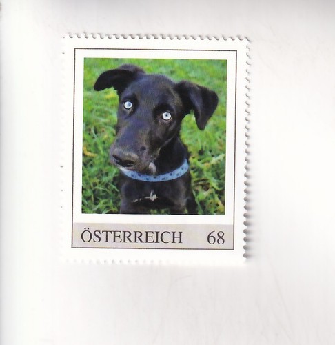 Francobollo austria cani - austria,