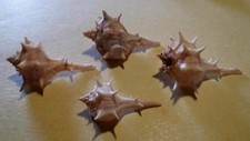 Lotto 4 conchiglie gasteropode BOLINUS BRANDARIS MURICE SPINOSO No Fossile Lazio