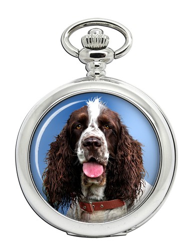 Inglese springer spaniel - springer,