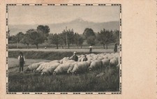 C3 - Cp Cartolina Illustrata Pascolo Campagna Pastori Pecore -  Fp Nvg
