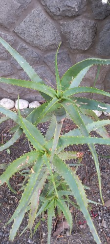 Pianta aloe arborescens - pianta, di