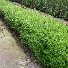 50x piante buxus faulkner - piante,