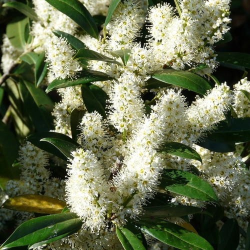 Alloro ciliegia foglie - alloro, 1l