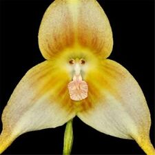 10 semi di ORCHIDEA A FORMA DI SCIMMIA GIALLA