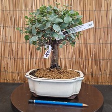 Bonsai di Quercia da Sughero h 31cm Visita il mio negozio!