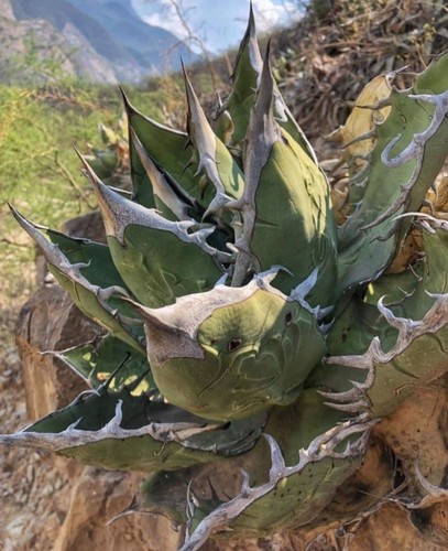 Agave titanota semi freschi - agave,