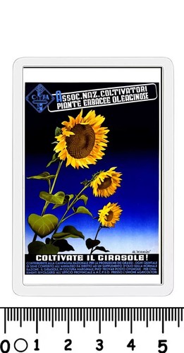Calamita coltivate girasole - coltivate,