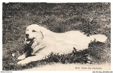 ASHP8-0486-CANE - Cane Dei