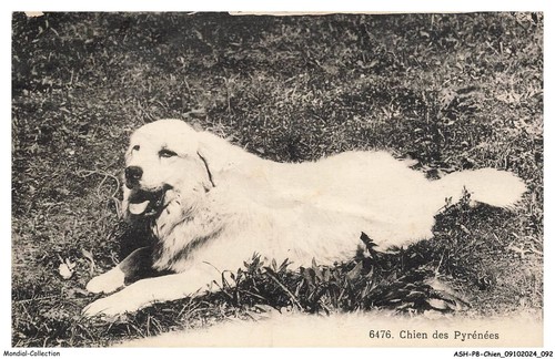 Ashp8 0486 cane dei - -,