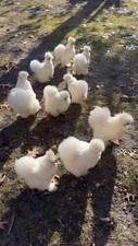 UOVA FERTILI  feconde