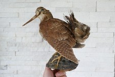 Vecchio bellissimo preparato