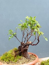 Pre Bonsai Carpino Nero 36x17cm In Vaso Frastagliata Pianta Da  Interno Estern ⭐