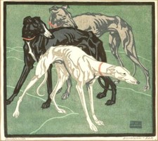 Greyhound di Norbertine