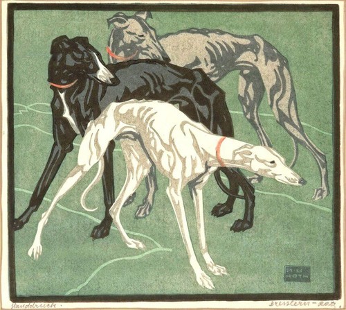 Greyhound norbertine - greyhound, di