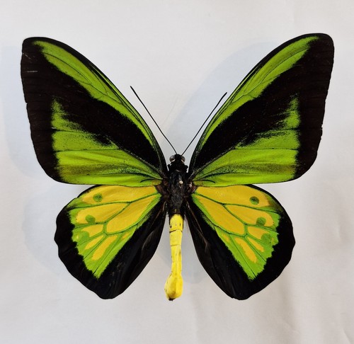 Ornithoptera goliath procus
