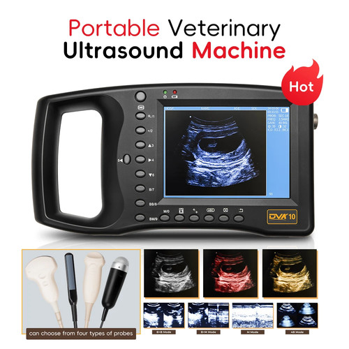 Ecografia veterinaria - ecografia,