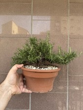 Rosmarino - Rosmarinus Officinalis - Bonsai