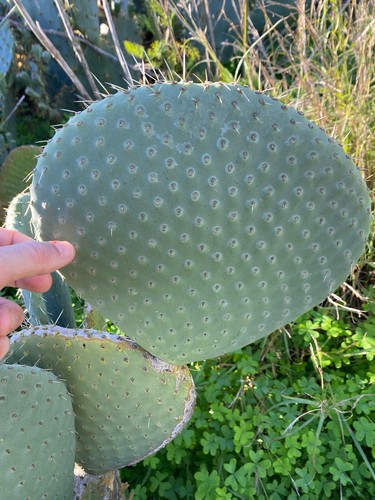 Opuntia basilaris cordata a - opuntia, v