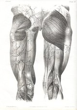 ARTERIE, LOTTO DI 11 BELLE  LITOGRAFIE ANATOMICHE 1840 ca.