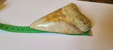 dente megalodonte cm. 12