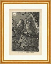 Un quadro notturno dal bosco