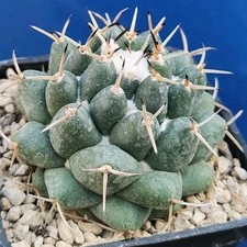 Coryphantha maiz-tablasensis LAU 725 (Las Tablas) San Luis MEX POT 6 CM Own root