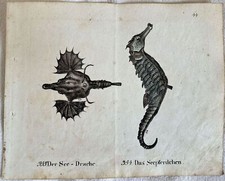 SEE DRACHE SEEPFERDCHEN