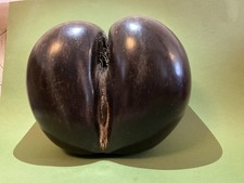 Coco De Mer Originale antico