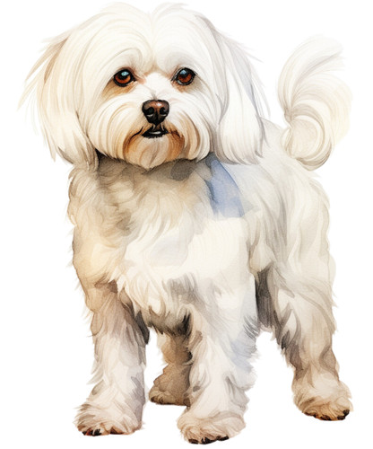 Adesivo auto maltese cani