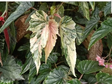 Sale2536 Begonia Ginny Galaxy