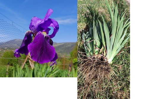 Rizomi bulbi iris germanica - bulbi,