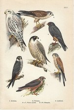 Stampa antica UCCELLI RAPACI