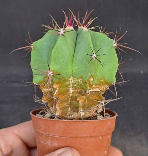Ferocactus haematacanthus